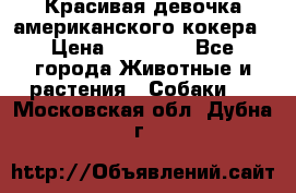 Красивая девочка американского кокера › Цена ­ 35 000 - Все города Животные и растения » Собаки   . Московская обл.,Дубна г.